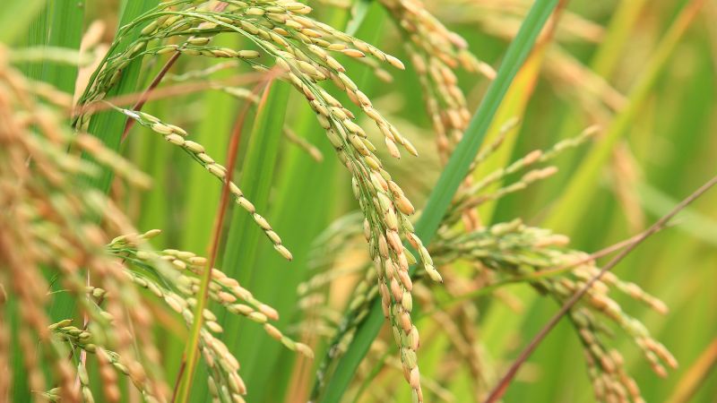 Giá lúa gạo hôm nay 22/4/2023: Không thay đổi trong ngày cuối tuần