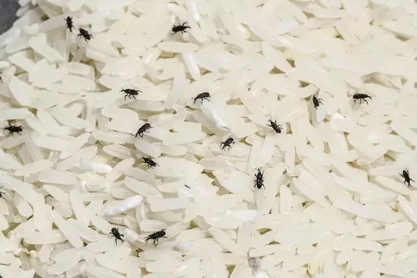 Why are there white worms in my rice? - Quora