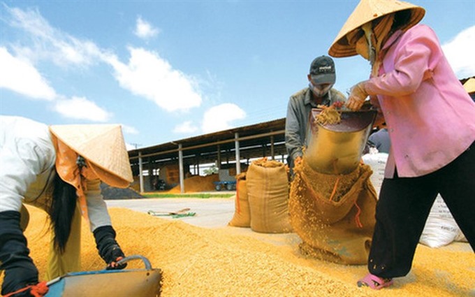 Rice News Today