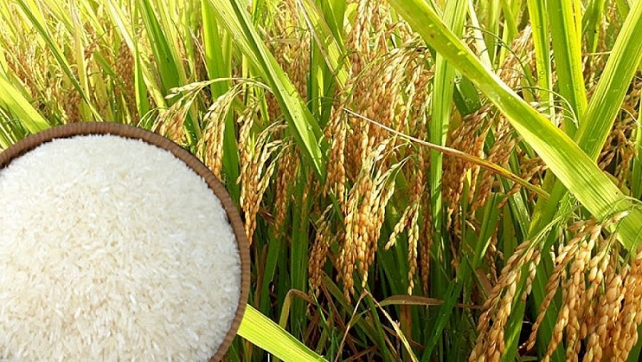 Giá lúa gạo hôm nay 15/5: Giá lúa gạo neo cao, thị trường sôi động | Báo Công Thương