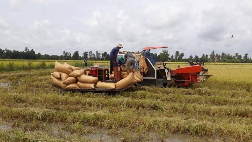 Giá lúa gạo hôm nay 13/6: Giá gạo tăng 100 đồng/kg Giá lúa gạo hôm nay 13/6: Giá gạo tăng 100 đồng/kg