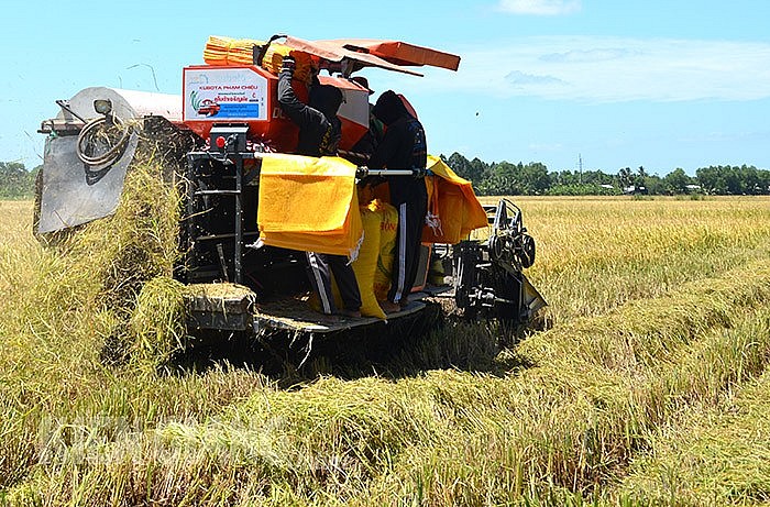 Giá lúa gạo hôm nay ngày 3/7/2023: Đầu tuần giá ổn định, giao dịch gạo sôi động Giá lúa gạo hôm nay ngày 3/7/2023: Đầu tuần giá ổn định, giao dịch gạo sôi động