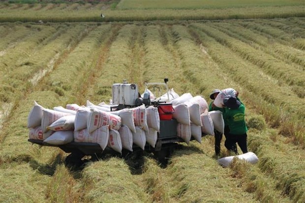 Giá lúa gạo hôm nay ngày 18/7/2023: Giá gạo xuất khẩu tăng 5 USD/tấn Giá lúa gạo hôm nay ngày 18/7/2023: Giá gạo xuất khẩu tăng 5 USD/tấn
