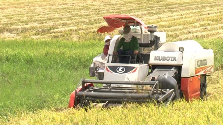 Giá lúa gạo hôm nay ngày 29/7/2023: Gạo tăng 100 đồng/kg; nhiều đối tác muốn mua gạo Việt Nam