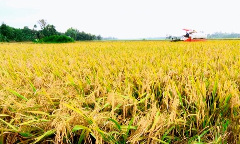 Giá lúa gạo hôm nay ngày 25/8/2023: Giá neo cao, doanh nghiệp ngưng mua để quan sát thị trường