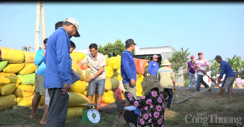 Giá lúa gạo hôm nay ngày 11/8/2023: Doanh nghiệp ngừng mua, giá gạo quay đầu giảm Giá lúa gạo hôm nay ngày 11/8/2023: Doanh nghiệp ngừng mua, giá gạo quay đầu giảm