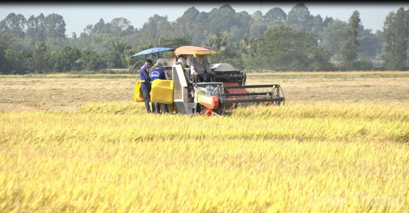 Giá lúa gạo hôm nay ngày 13/8/2023 và tổng kết tuần qua: Giá lúa tăng 300 – 1.000 đồng/kg