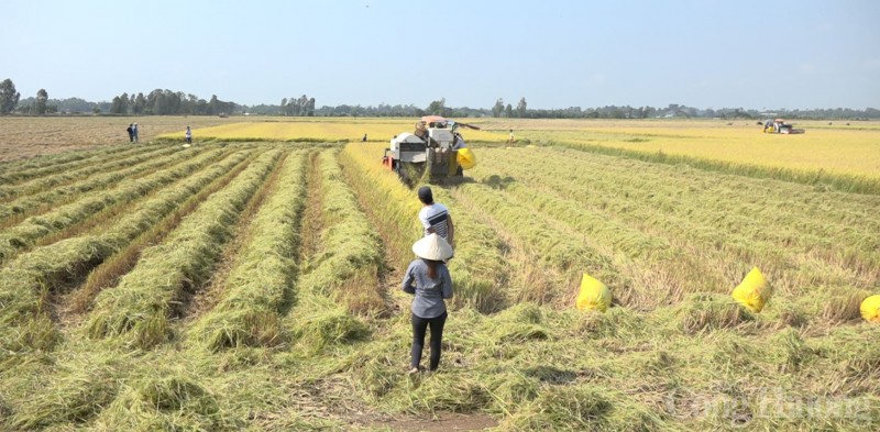 Giá lúa gạo hôm nay ngày 23/8/2023: Giá gạo tăng, giao dịch chậm, nhà máy mua nhỏ giọt Giá lúa gạo hôm nay ngày 23/8/2023: Giá gạo tăng, giao dịch chậm, nhà máy mua nhỏ giọt