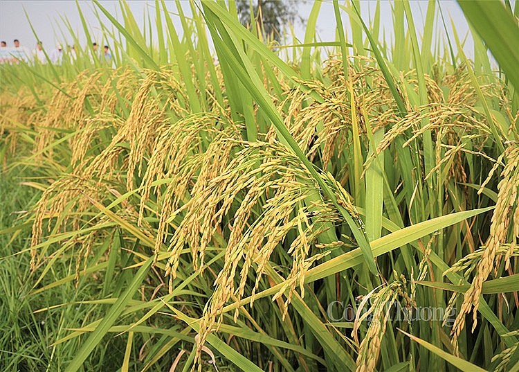 lúa gạo lúa gạo