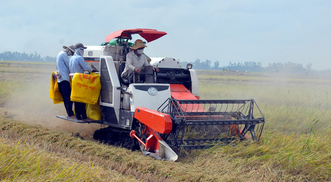 Giá lúa gạo hôm nay 21/9/2023, giá lúa ổn định, giá gạo giảm nhẹ. Ảnh minh họa 