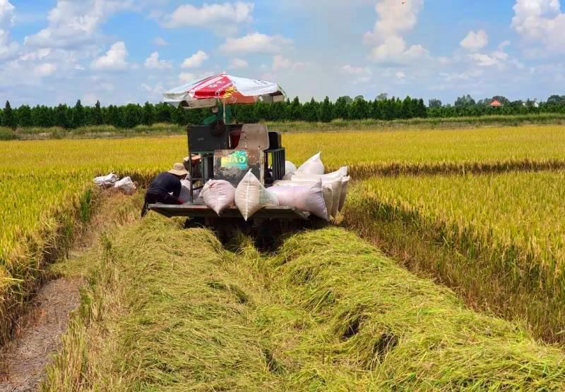 Gi&aacute; l&uacute;a gạo h&ocirc;m nay 22/9/2023, chững gi&aacute;, giao dịch chậm. Ảnh minh họa