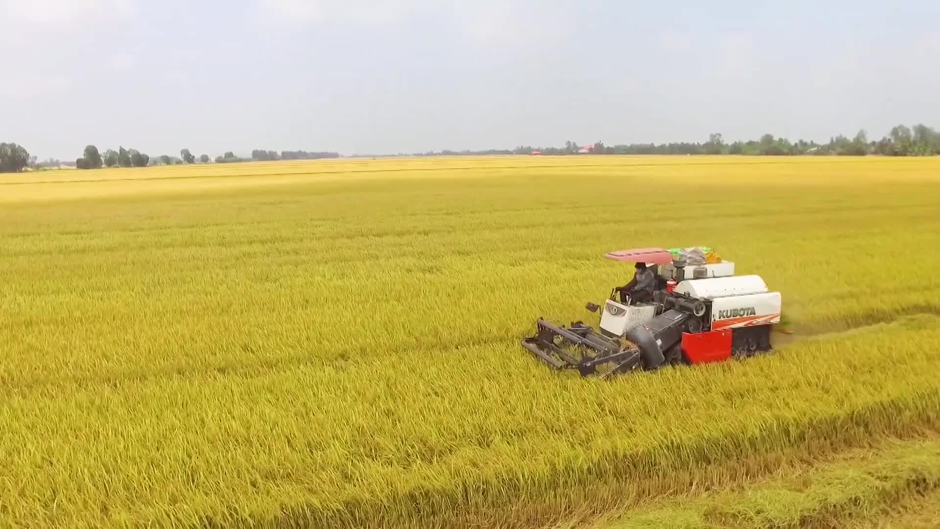 Giá lúa gạo hôm nay ngày 12/9: Tiếp tục xu hướng giảm Giá lúa gạo hôm nay ngày 12/9: Tiếp tục xu hướng giảm