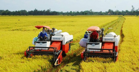 Giá lúa gạo hôm nay 12/10/2023 đồng loạt tăng nhẹ. Ảnh minh họa