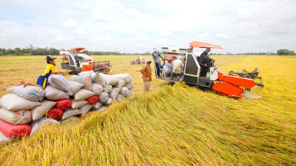 Giá lúa gạo hôm nay 20/10/2023 Tiếp đà tăng mạnh. Ảnh minh họa