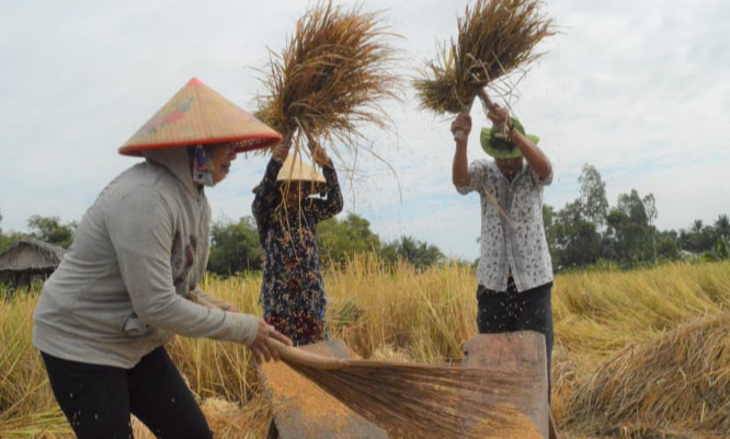 Giá lúa gạo hôm nay ngày 23/10/2023 Tiếp tục chững giá. Ảnh minh họa.