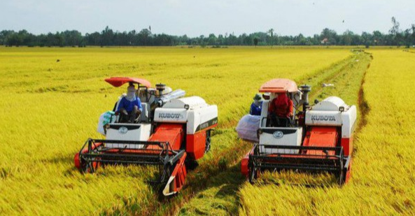 Giá lúa gạo hôm nay 26/10/2023 Giá lúa chững, giá gạo tăng trở lại. Ảnh minh họa.