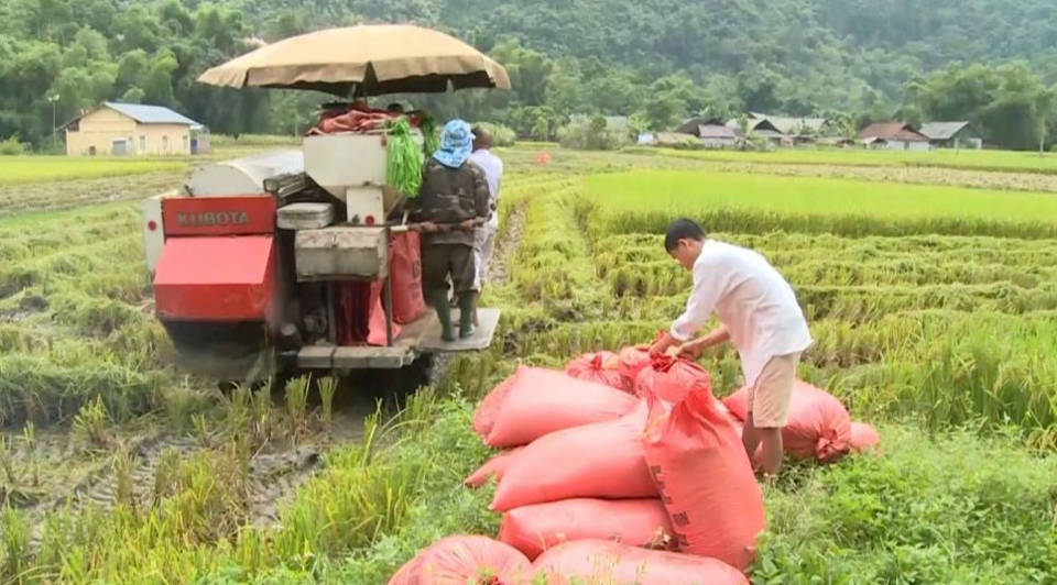 Giá lúa gạo hôm nay 27/10/2023 Đồng loạt tăng nhẹ. Ảnh minh họa.