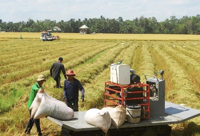 Gi&aacute; l&uacute;a gạo h&ocirc;m nay 9/10/2023 đồng&nbsp;loạt đi ngang. Ảnh minh hoạ