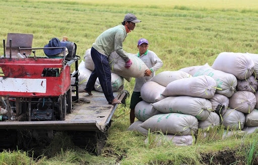 Giá lúa gạo hôm nay ngày 8/10 và tổng kết tuần qua: Giá lúa giảm, giá gạo tăng Giá lúa gạo hôm nay ngày 8/10 và tổng kết tuần qua: Giá lúa giảm, giá gạo tăng