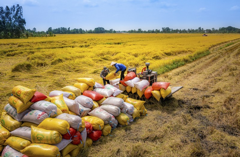 Giá lúa gạo hôm nay ngày 22/10 và tổng kết tuần qua: Giá gạo tăng 700 đồng/kg