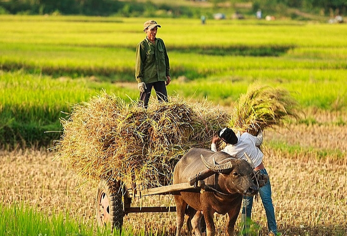 Gi&aacute; l&uacute;a gạo h&ocirc;m nay 10/11/2023: Gi&aacute; l&uacute;a chững, gi&aacute; gạo tăng giảm tr&aacute;i chiều. Ảnh minh họa.