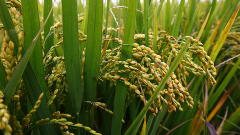 Giá lúa gạo hôm nay 18/11/2023: Đồng loạt đi ngang. Ảnh minh họa.