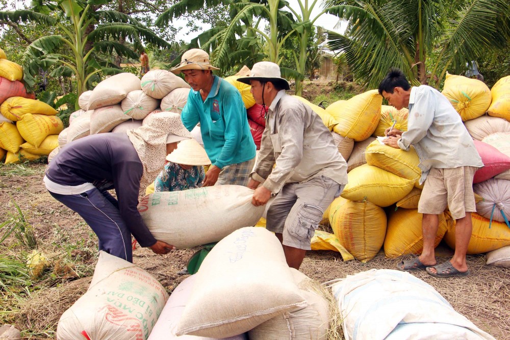 Giá lúa gạo hôm nay ngày 4/11: Dao động 8.800 – 9.000 đồng/kg Giá lúa gạo hôm nay ngày 4/11: Dao động 8.800 – 9.000 đồng/kg