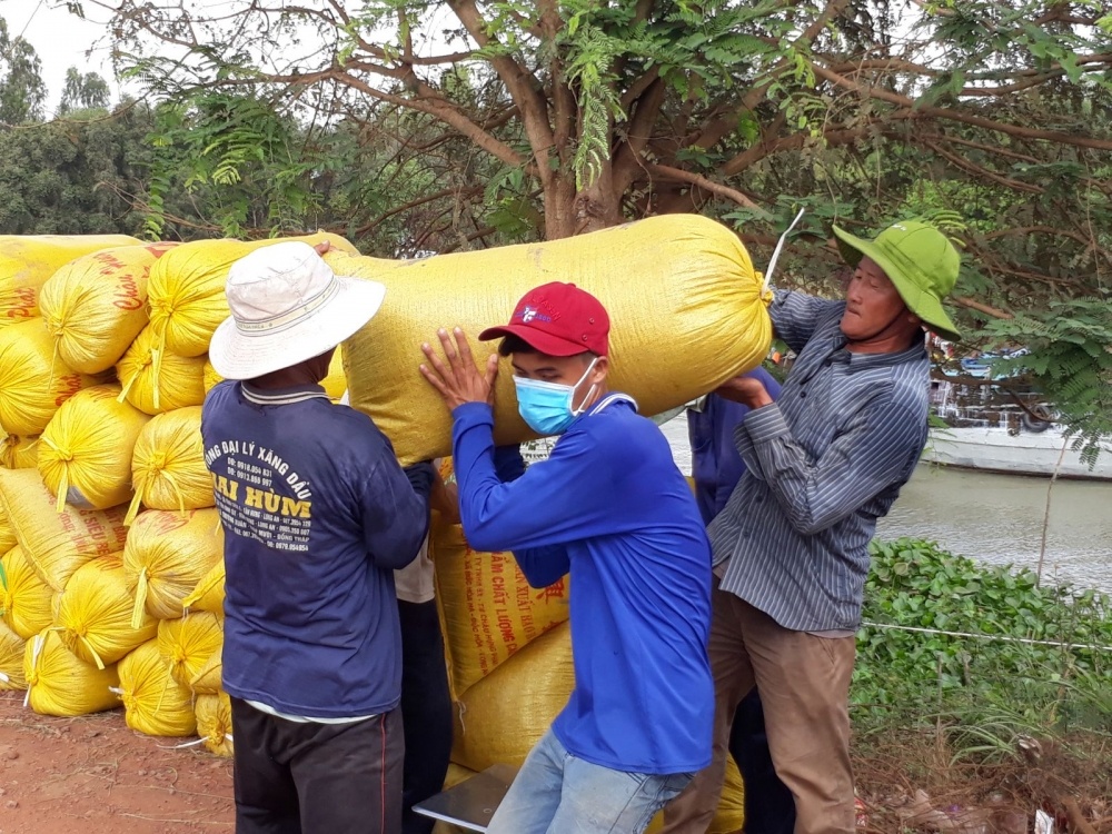 Giá lúa gạo hôm nay ngày 12/11 và tổng kết tuần qua: Giá lúa tăng cao nhất 300 đồng/kg