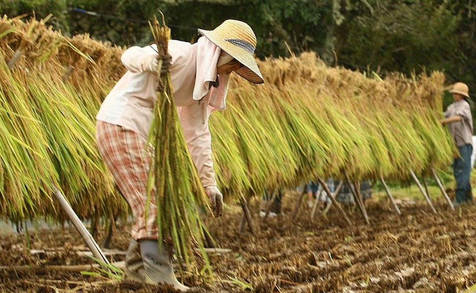 Giá lúa gạo hôm nay 4/12/2023: Duy trì đà đi ngang. Ảnh minh họa.