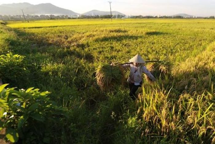 Giá lúa gạo hôm nay 8/12/2023: Giá lúa tiếp đà tăng cao. Ảnh minh họa.