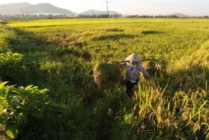 Giá lúa gạo hôm nay 8/12/2023: Giá lúa tiếp đà tăng cao. Ảnh minh họa.