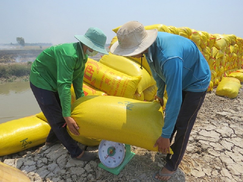 Giá lúa gạo hôm nay ngày 1/12: Nhiều kho mua chậm, đè giá gạo Giá lúa gạo hôm nay ngày 1/12: Nhiều kho mua chậm, đè giá gạo