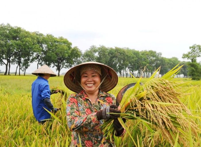 Giá lúa gạo hôm nay 6/1/2024: Duy trì ổn định. Ảnh minh họa.