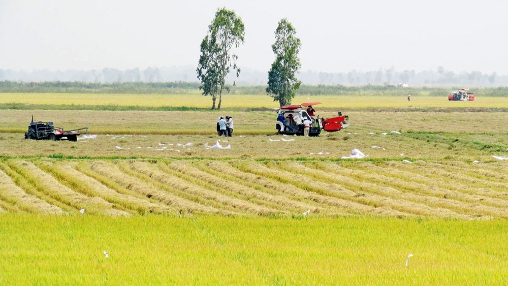 Giá lúa gạo hôm nay ngày 11/1: Giá lúa nội địa tăng, giá gạo xuất khẩu đồng loạt giảm Giá lúa gạo hôm nay ngày 11/1: Giá lúa nội địa tăng, giá gạo xuất khẩu đồng loạt giảm