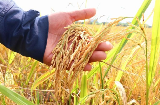 Giá lúa gạo hôm nay 13/1/2024: Giá lúa chững, giá gạo giảm. Ảnh minh họa.