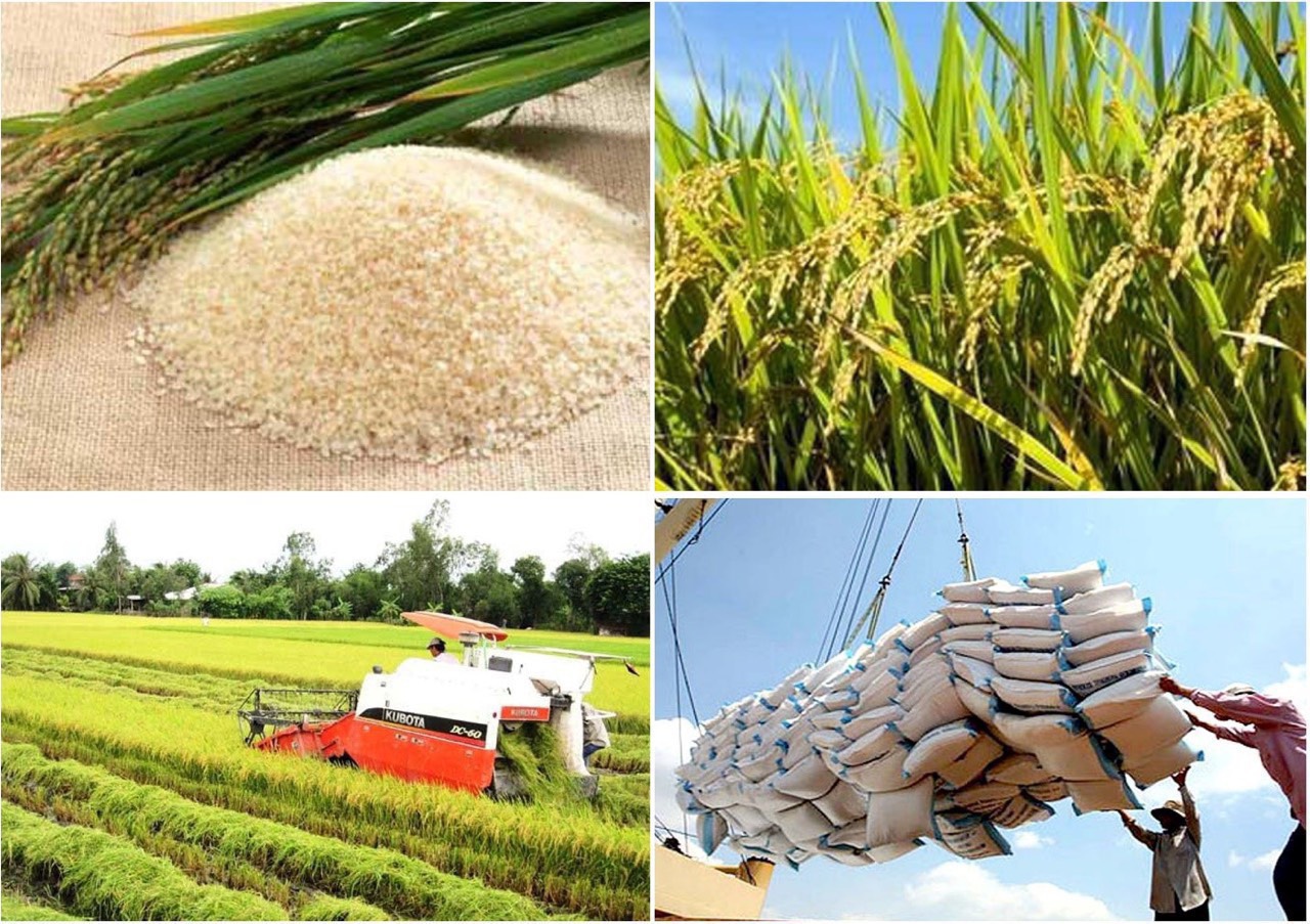 Giá lúa gạo hôm nay 31 Thị trường lặng sóng