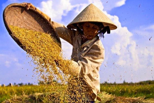 Giá lúa gạo hôm nay 18/2/2024: Giá lúa chững, giá gạo giảm. Ảnh minh họa.