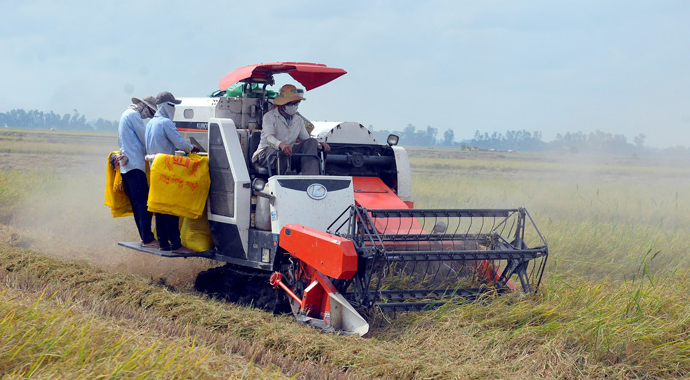 Giá lúa gạo hôm nay 11/3/2024: Duy trì ổn định. Ảnh minh họa.