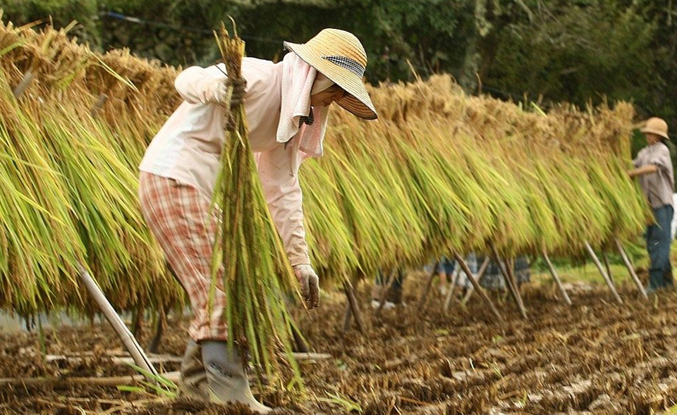 Giá lúa gạo hôm nay 16/3/2024: Tiếp tục chững giá. Ảnh minh họa.
