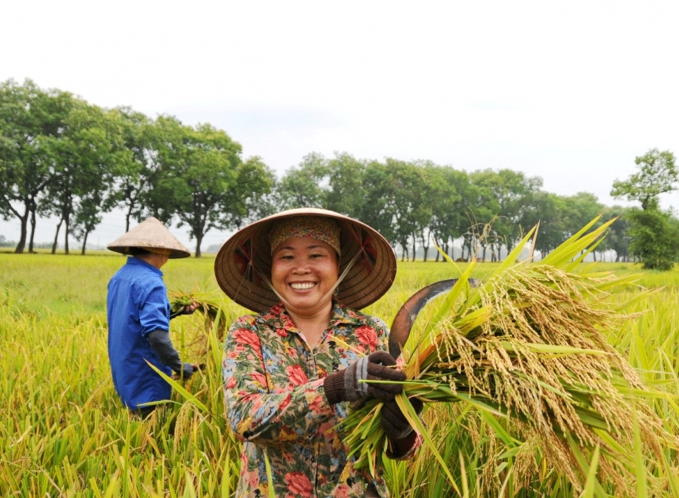Giá lúa gạo hôm nay 16/5/2024: nhu cầu mua lúa Hè Thu chưa nhiều. Ảnh minh họa.