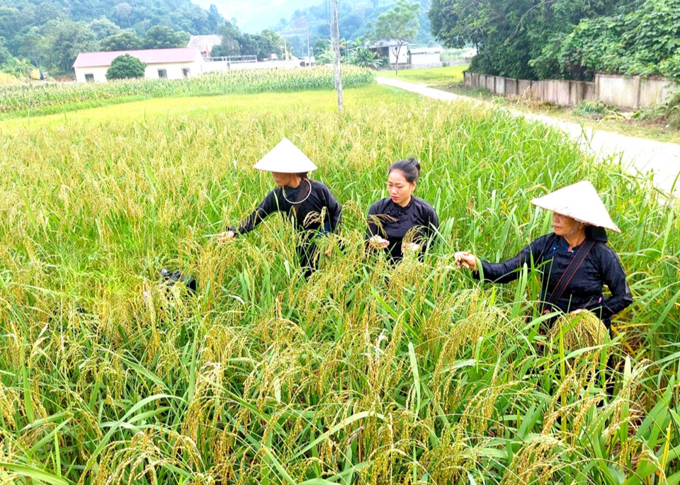 Giá lúa gạo hôm nay 23/5/2024: gạo đẹp chào bán cao. Ảnh minh họa.