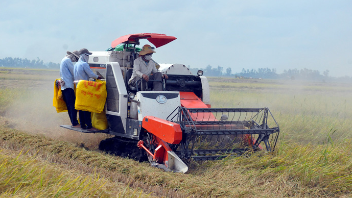 Gi&aacute; l&uacute;a gạo h&ocirc;m nay 30/5/2024: gi&aacute; gạo xuất khẩu neo ở mức thấp. Ảnh minh họa.