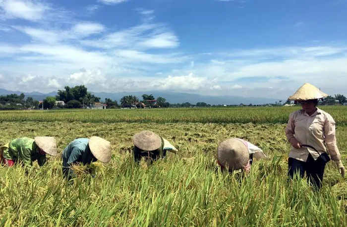 Giá lúa gạo hôm nay 25/5/2024: giá gạo giảm nhẹ. Ảnh minh họa.
