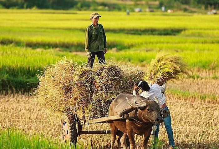 Giá lúa gạo hôm nay 17/6/2024: giá lúa quanh mốc 7.400 - 7.800 đồng/kg. Ảnh minh họa.