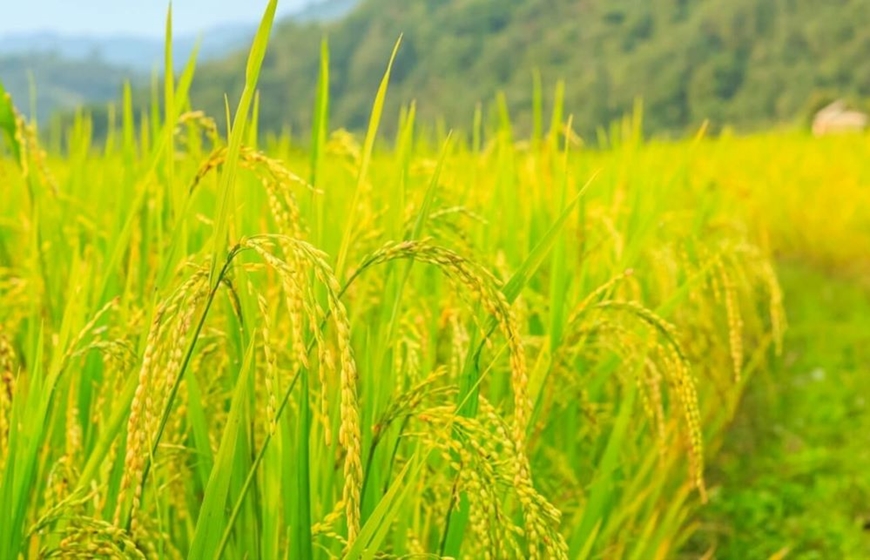 Giá lúa gạo hôm nay (9-6): Giá gạo tăng, giá lúa chững