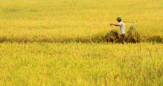 Giá lúa gạo hôm nay 10/6/2024: giá lúa dao động 7.400 - 8.000 đồng/kg. Ảnh minh họa.